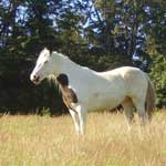 7/7/2007 Indian Pony