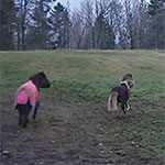 12/14/2012 Running Ponies